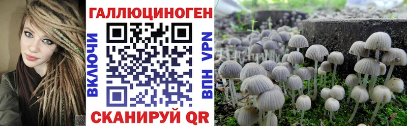 Галлюциногенные грибы Psilocybine cubensis  Берёзовка 